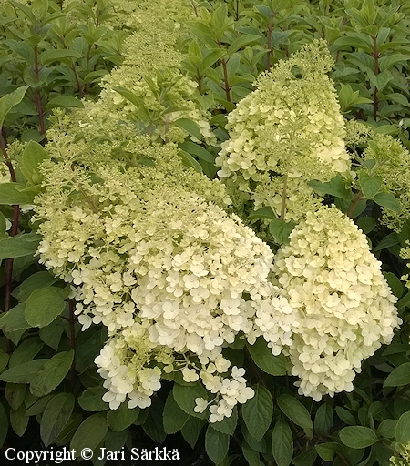 Hydrangea paniculata 'Bobo', japaninhortensia